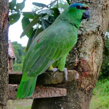 Parrot of Zacambu which speaks Portuguese